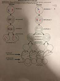 Corner worksheets answers davezan biology davezan. Mitosis Meiosis Summary Instructions When Your Chegg Com