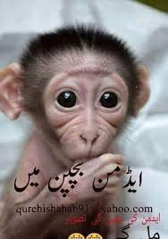Many view status pictures are also available online. Funny Urdu Pics For Whatsapp And Facebook So Cute Admin