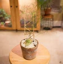 Image result for Schizobasis intricata