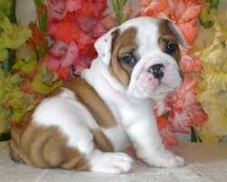 I'm so very excited to bring the bulldog community even more value with i am bulldog ! Free Classifieds In Texas Post Local Ads Online Texas English Bulldog Puppies Bulldog Puppies Baby Dogs