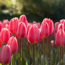 25 pack tulip bulbs (1) model #11555. 18 In 5 20 To 10 F Flower Bulbs Plants Garden Flowers The Home Depot