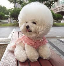 It's also a popular dog thanks to its exuberant personality and small, elegant appearance. South Korean Bichon Frise Shares The Secret Behind Her Perfectly Spherical Hairstyle Daily Mail Online
