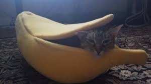 36 likes · 2 talking about this. Wife S Coworker Said No Cat Would Never Use This Banana Bed Our Bernadette Says Otherwise Cats