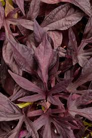 Image result for Ipomoea batatas pots