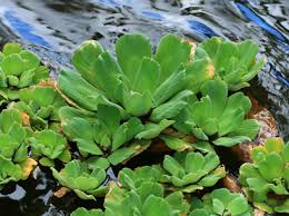 Image result for Pistia