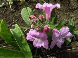 Image result for Graderia