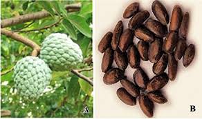 Image result for Annona squamosa