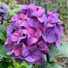 Makinggardens On Twitter Hydrangeas Now Refreshed By Some Much Needed Rain Flowers Gardening Hydrangea Nasturtium Geranium Rozanne Wildlife Gardening