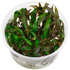 As well as other sri lanka crypts, c. Cryptocoryne Wendtii Affinis Rot In Vitro Xl Aquasabi