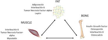 Frontiers Osteoporosis And Sarcopenia Increase Frailty Syndrome In The Elderly Endocrinology