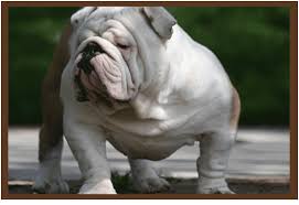 Running of the bullies 5k run/walk & bulldog derby 2019. English Bulldog Puppies For Adoption Near Me The Y Guide