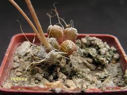 Image result for Anacampseros subnuda