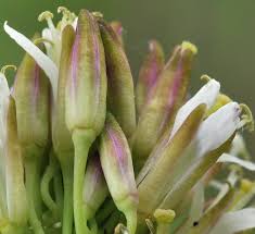 Image result for Turritis glabra