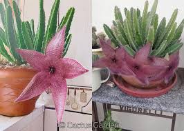 Image result for Sclerochiton hirsutus