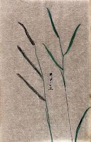 Image result for Echinochloa frumentacea