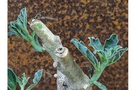 Image result for Pterodiscus angustifolius