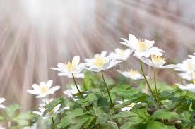 Maybe you would like to learn more about one of these? 3 435 860 White Spring Photos Free Royalty Free Stock Photos From Dreamstime