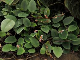 Image result for Begonia elaeagnifolia