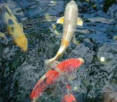 Bagi penghobi yang ingin menambah koleksi koi di kolam pasti pengen tahu kan, spesies manakah yang. 12 Jenis Ikan Koi Beserta Harga Dan Cara Merawatnya Blog Ruparupa