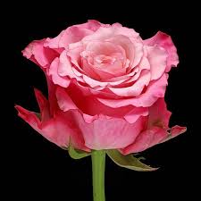 Image result for Rosa