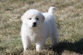 They're a perfect fit for fans of big dogs. Farm Dogs Autumn Creek Ranch