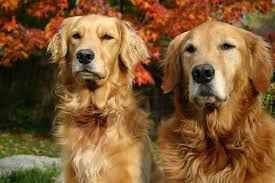 Breed Of The Month Golden Retriever