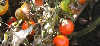 Tomatoes are one of those plants most of us love to grow, but they're often susceptible to fungal diseases like early blight, late blight, leaf mold, fusarium wilt and more. How To Prevent Blight In Your Garden