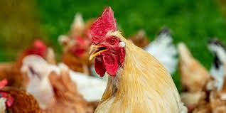 A/h5n1 — vogelgrippe ist die umgangssprachliche bezeichnung für eine viruserkrankung der vögel, hervorgerufen durch influenzaviren. Geflugelpest Ministerium Fur Soziales Gesundheit Integration Und Verbraucherschutz