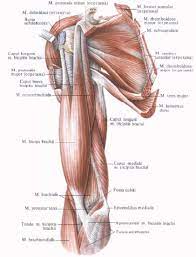 Movement in this part of the body is more each time the arm is raised, not only does the ball of the humerus move in the socket of the glenoid, but the clavicle and the acromion rotate 40 degrees. Anterior Muscles Of The Shoulder Girdle And Arm Shoulder Anatomy Muscle Diagram Anatomy
