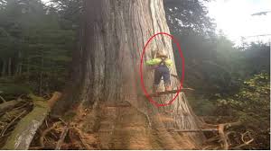 Whats the strongest tree in the world? Dangerous Cutting Down Biggest Tree Chainsaw Machine Extreme Skill Fastest Tree Felling Compilation Youtube