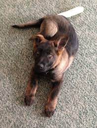 Browse thru german shepherd dog puppies for sale near newborn, georgia, usa area listings on puppyfinder.com to find your perfect puppy. Our Baby Noah He S A Very Dark Black Sable German Shepherd Smartest Puppy Ever Sable German Shepherd Black Sable German Shepherd German Shepherd Puppies