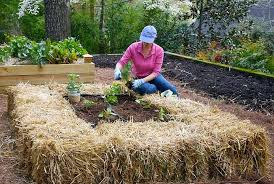 Résultat de recherche d'images pour "straw bale garden"