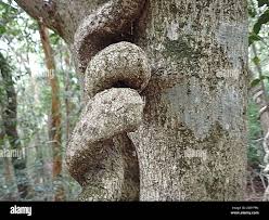 Image result for Secamone filiformis