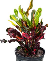 Image result for Codiaeum