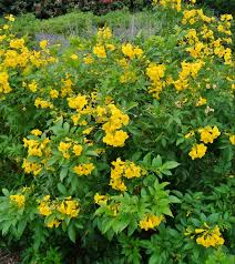 Image result for Tecoma stans