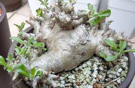 Image result for Pterodiscus elliottii