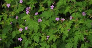 Image result for Geranium mlanjense