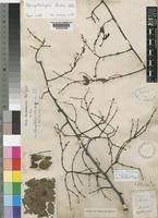 Image result for Synaptolepis