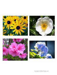 We did not find results for: Flowers All Day Primary