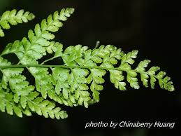 Image result for Microlepia