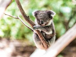 Koalas Are Now Functionally Extinct In Australia With 80 000 Left Business Insider