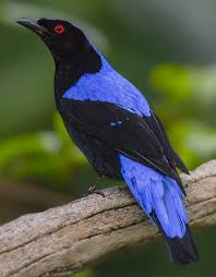 Blue Bird With Big Feathers Asian Fairy Bluebird Male Animals Beautiful Beautiful Birds Pretty Birds