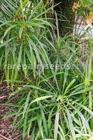 Image result for Cordyline stricta