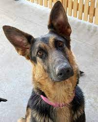 Katniss is a 2 year old, sweet and affectionate, 60lb, German Shepherd who  is looking for her forever home. She's friendly with both humans and other  dogs, making her an excellent companion
