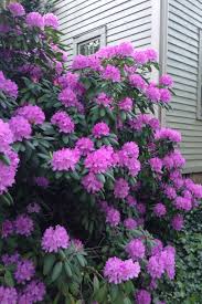 Pin By Isabel Maldonado Busch On Where The Flowers Grow Shade Plants Flowering Trees Flowering Shrubs