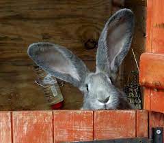 Continental giants make great house rabbits. Untitled Photo Giant Rabbit Flemish Giant Rabbit Bunny
