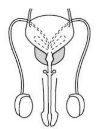 Use a blank sheet of paper to.appendix 6. Male Reproductive System Front View Diagram Quizlet