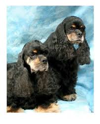 Black And Tan American Cocker Spaniel Cocker Spaniels 729 By Larry Matthews In 2020 Spaniel Cocker Spaniel American Cocker Spaniel