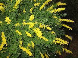 Sweet Broom Plant Broom Plant Sweet Broom Garden Shrubs