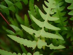 Image result for Histiopteris